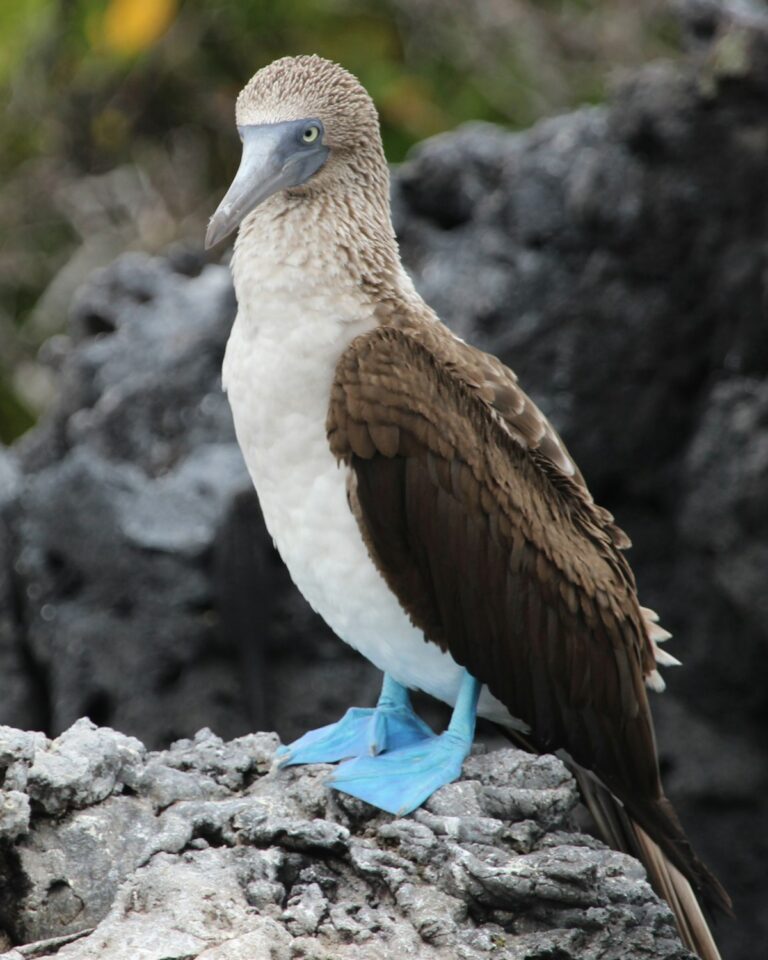 Paginas Web Santa Cruz Galapagos