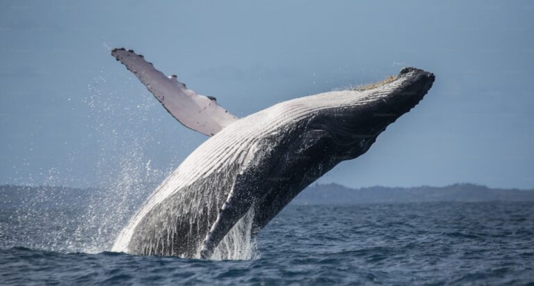 Avistamiento de Ballenas en Puerto Lopez Ecuador