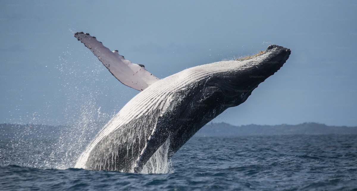 Avistamiento ballena jorobada Puerto López Ecuador turismo