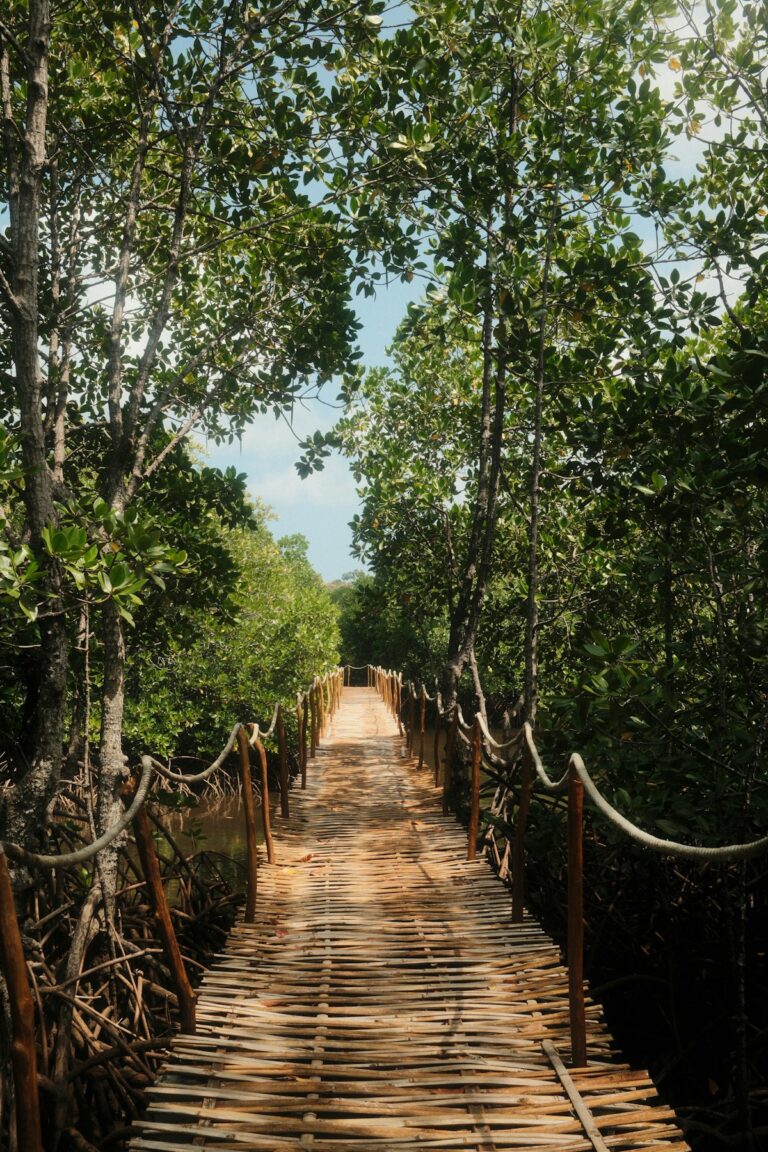 Pasarela de madera en bosque de manglar, ecoturismo en Guayaquil Ecuador