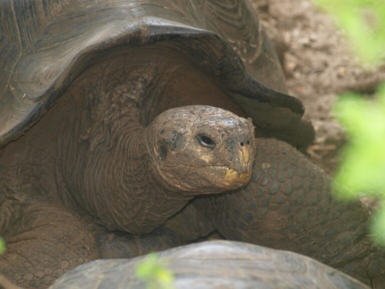 Marketing Digital para Hoteles en Galapagos 2026