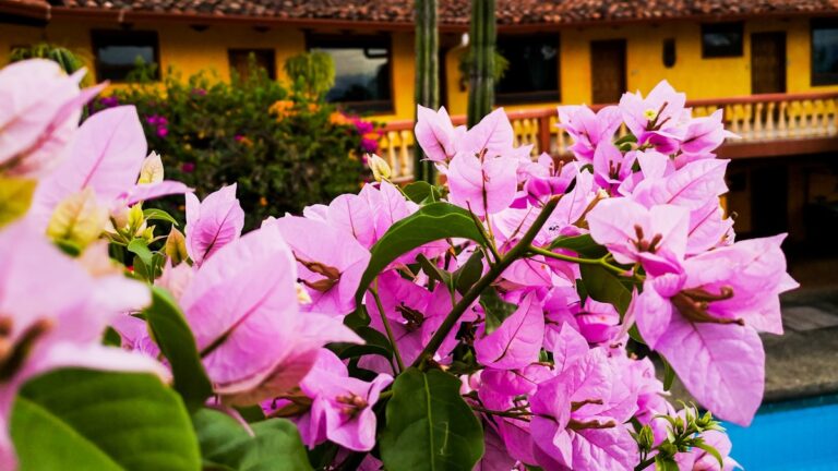 Patio interior de hotel boutique colonial con flores y piscina en Cuenca Ecuador