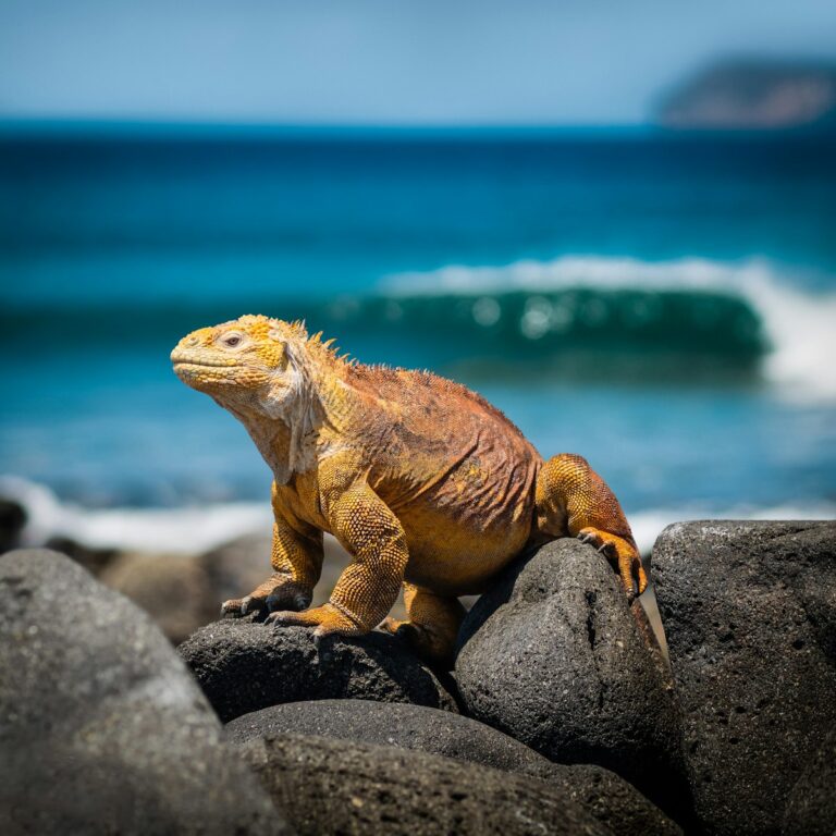 Publicidad Digital para Galapagos 2026