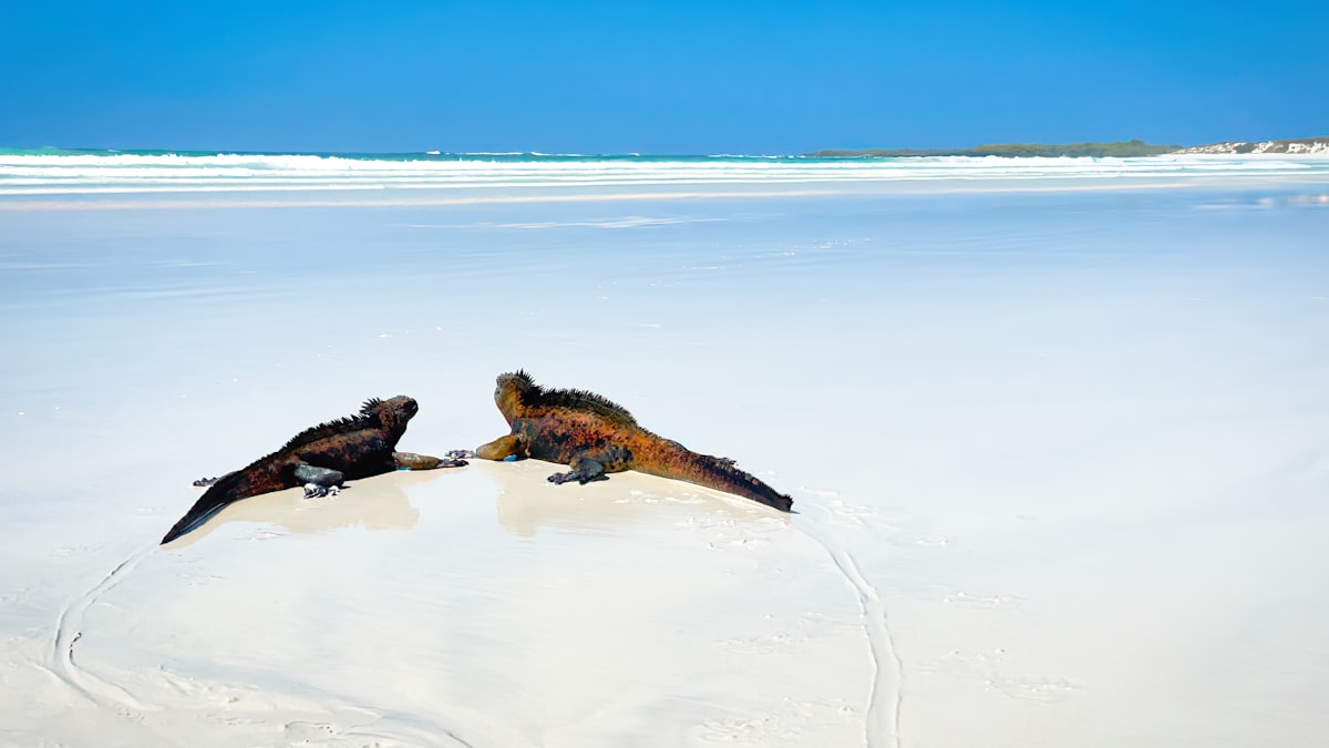Iguanas marinas en playa Tortuga Bay Galápagos con arena blanca y mar turquesa