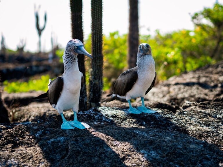 SEO para Turismo en Galapagos 2026