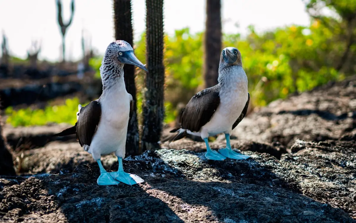 SEO para Turismo en Galapagos 2026