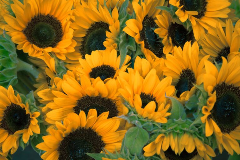 Trazabilidad en floricultura: como un sistema rastrea cada tallo