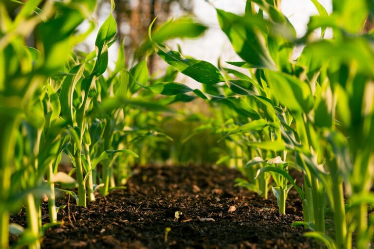 Sistema generico vs sistema personalizado para empresas agricolas