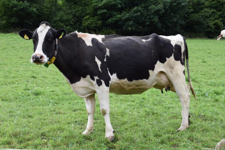 Gestion de lotes y trazabilidad animal con tecnologia